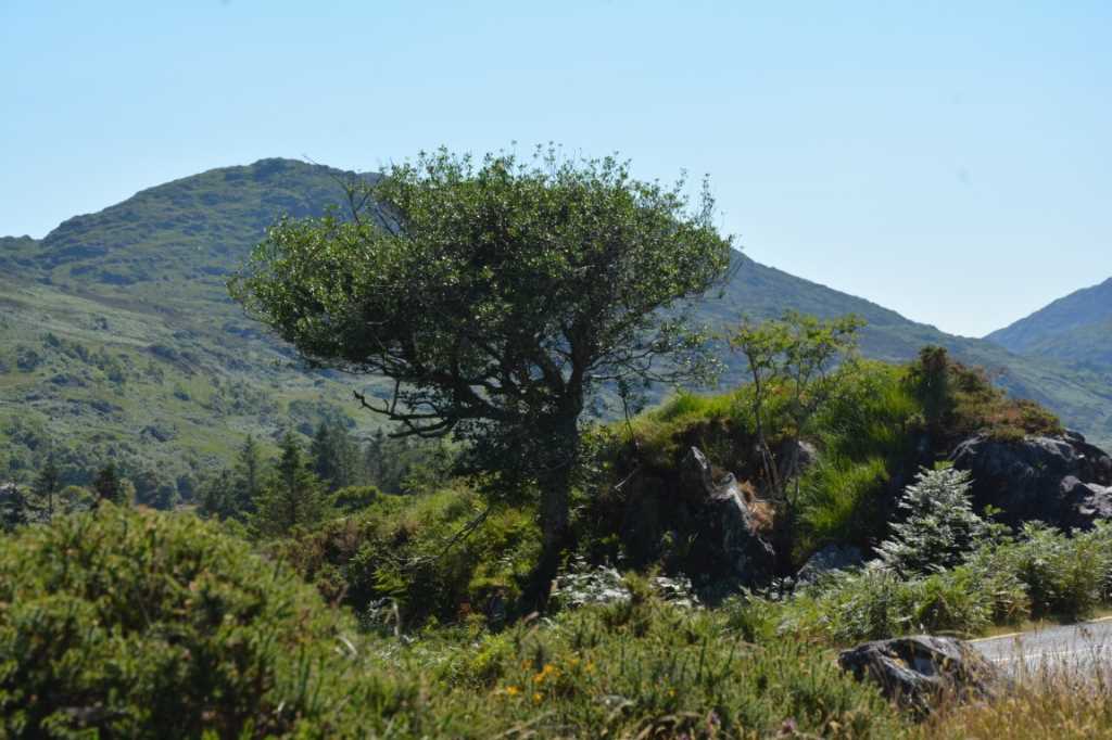 DSC_5080Mittel_.JPG